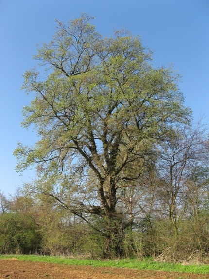 Bild 1 von Feldulme an der Beke